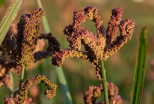 ragi images, ragi tree in english, ragi plant, ragi crop, finger millet crop, how does ragi look like