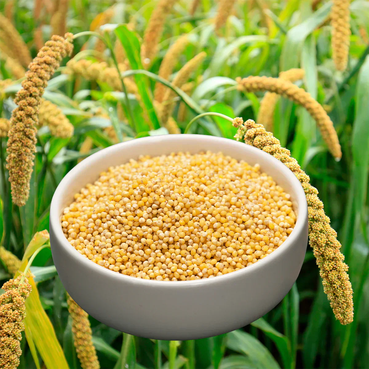 Foxtail Millet: Benefits, Nutrition & How to Cook It – wisemama.in