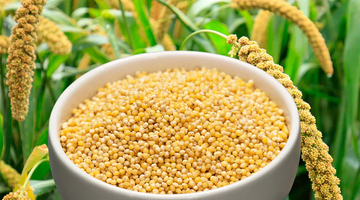 The Ultimate Guide to Foxtail Millet: Health, Cooking & More