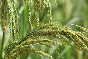 Little millet crop, little millet plant, little millet images